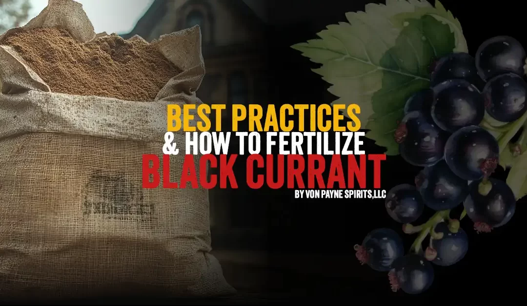 Best Fertilizing Practices for Black Currant