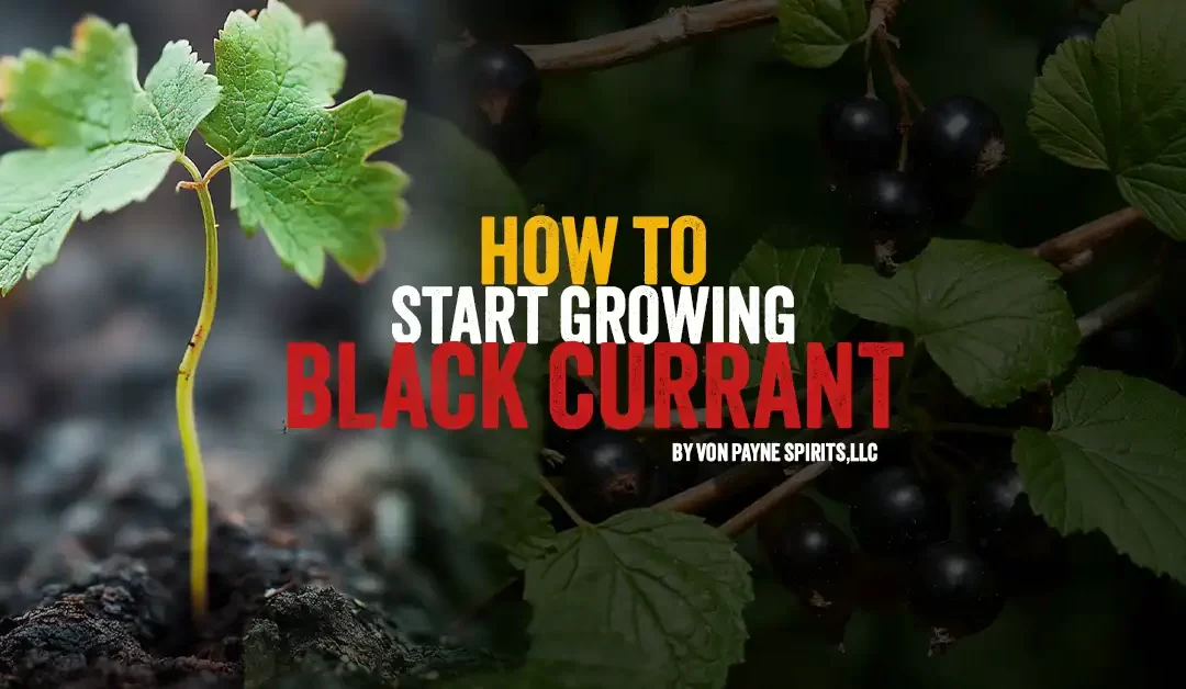 How to Grow Black Currant