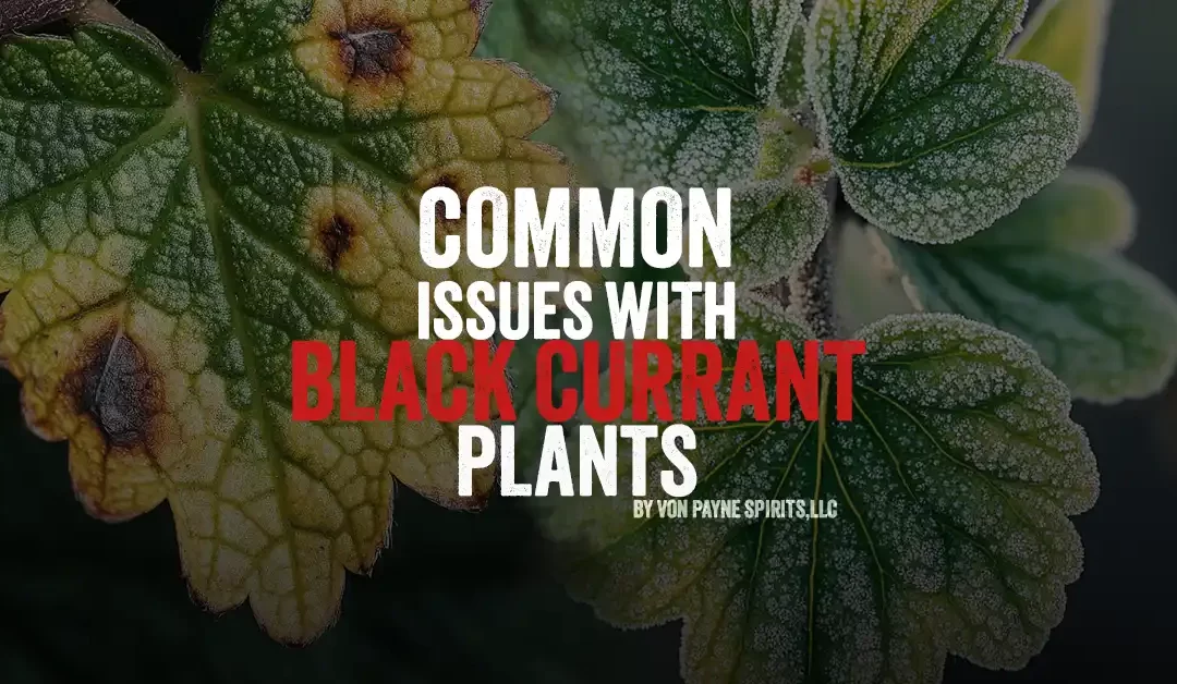 Solving Common Black Currant Problems