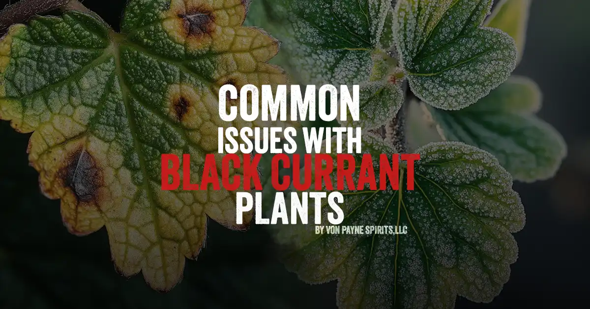 Solving Common Black Currant Problems